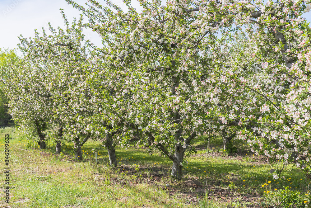 Orchard apple trees blooming in May in the Okanagan Valley