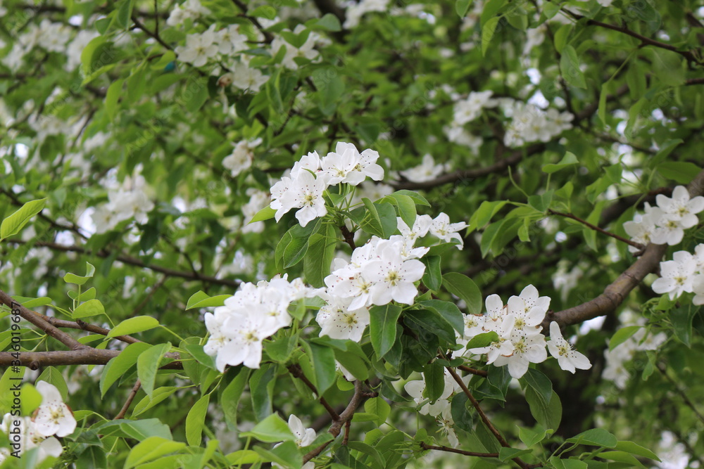 Delicate white flowers bloomed on a pear tree  in spring.