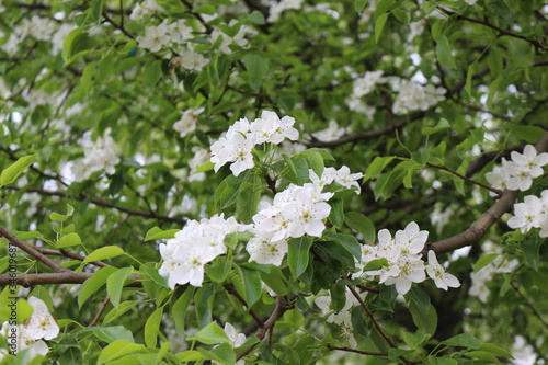 Delicate white flowers bloomed on a pear tree  in spring.