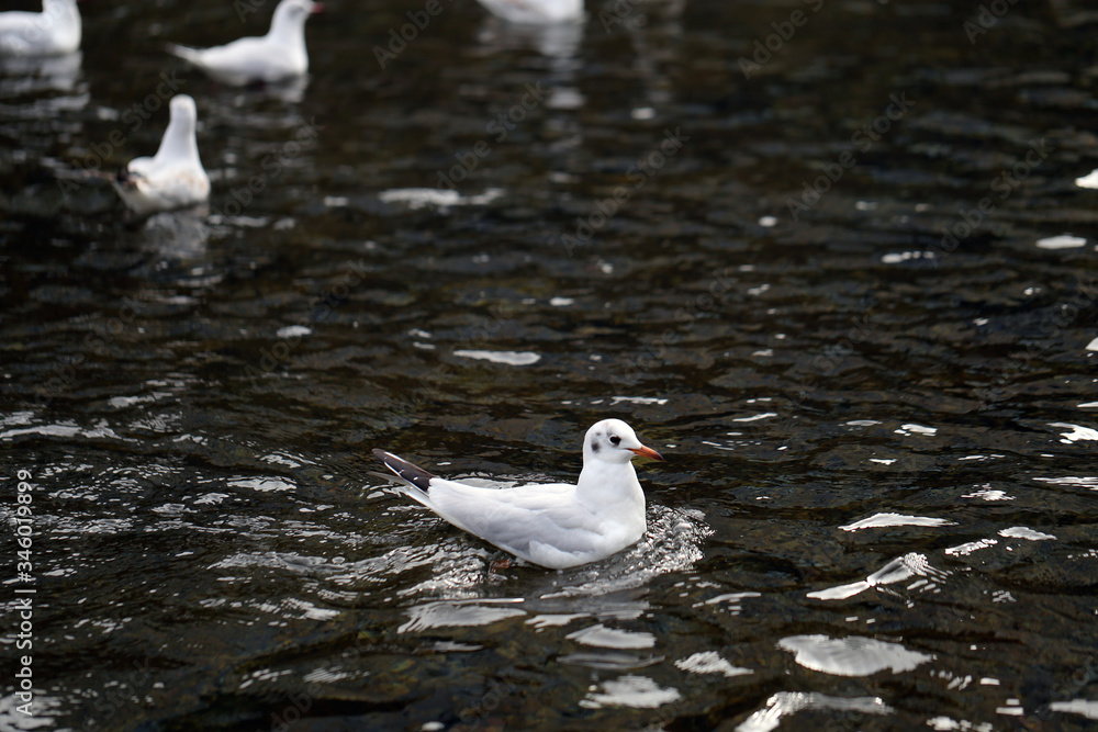 Multiple seagulls flying around on top of a river located in Zürich, Switzerland. In this photo you can see multiple white birds flying and some swimming with dark water. Sunny spring day. Multiple seagulls flying around on top of a river located in Zürich, Switzerland. In this photo you can see multiple white birds flying and some swimming with dark water. Sunny spring day.