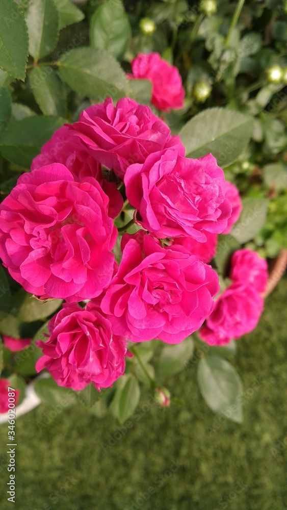 pink roses in the garden