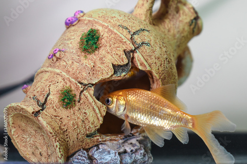 peces carpa goldfish animales oceano acuario acuarium mascota pet 