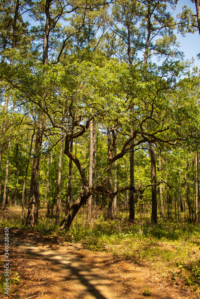 Fototapeta premium Tree