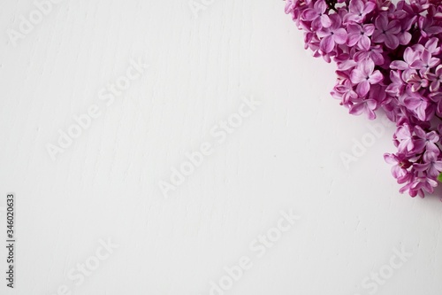 Branch of lilac on white background