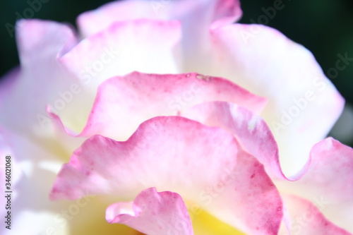 Wallpaper Mural 薔薇 Torontodigital.ca