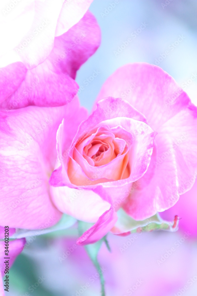 Fototapeta premium 薔薇