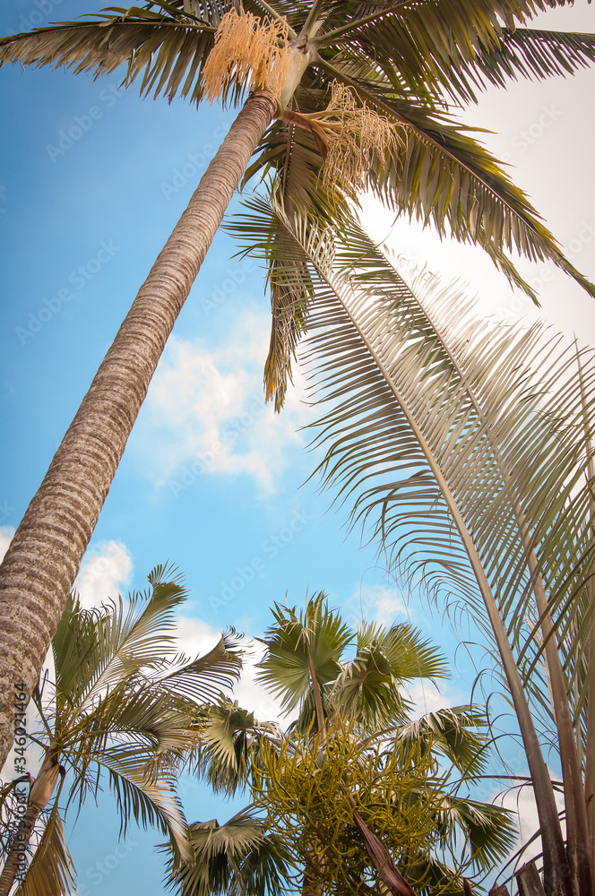 Fototapeta premium coconut palm tree