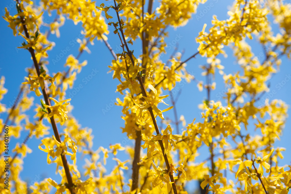 yellow leaves against blue sky