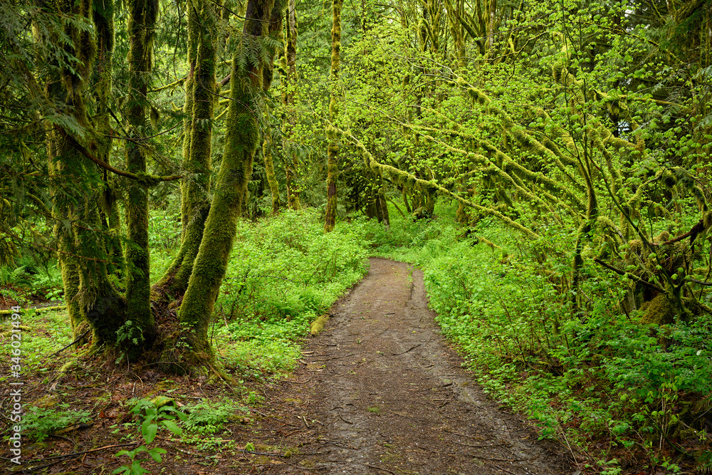 A path leads through a rainforest at its best in spring rain at Bridal Veil Provincial Park, a hidden gem in the Canadian backcountry A path leads through a rainforest at its best in spring rain at Bridal Veil Provincial Park, a hidden gem in the Canadian backcountry