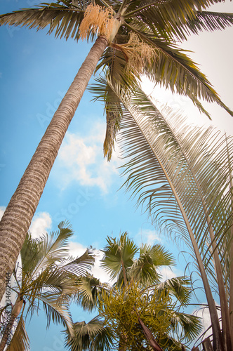 Fototapeta Naklejka Na Ścianę i Meble -  coconut palm tree