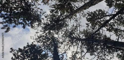 pine trees look to heaven сосны смотрят в небеса