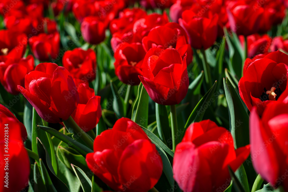 Beautiful vibrant red tulip flowers with green leaves and stems. Spring time in garden.