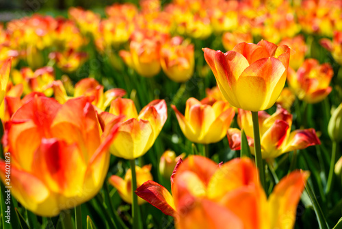 Beautiful multicolored tulip flowers - red  orange and yellow  with green leaves and stems  lit by sunlight.