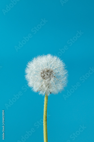 Dandelion on a blue background. Summer dandelion in the blue sky.