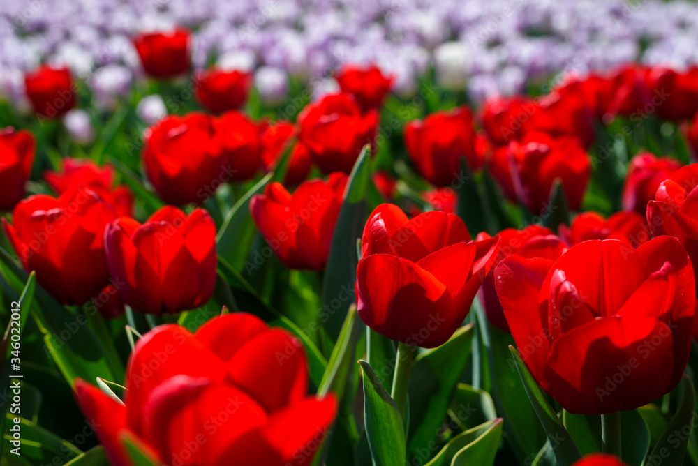 Beautiful vibrant red tulip flowers with green leaves and stems. Spring time in garden. Color of love.