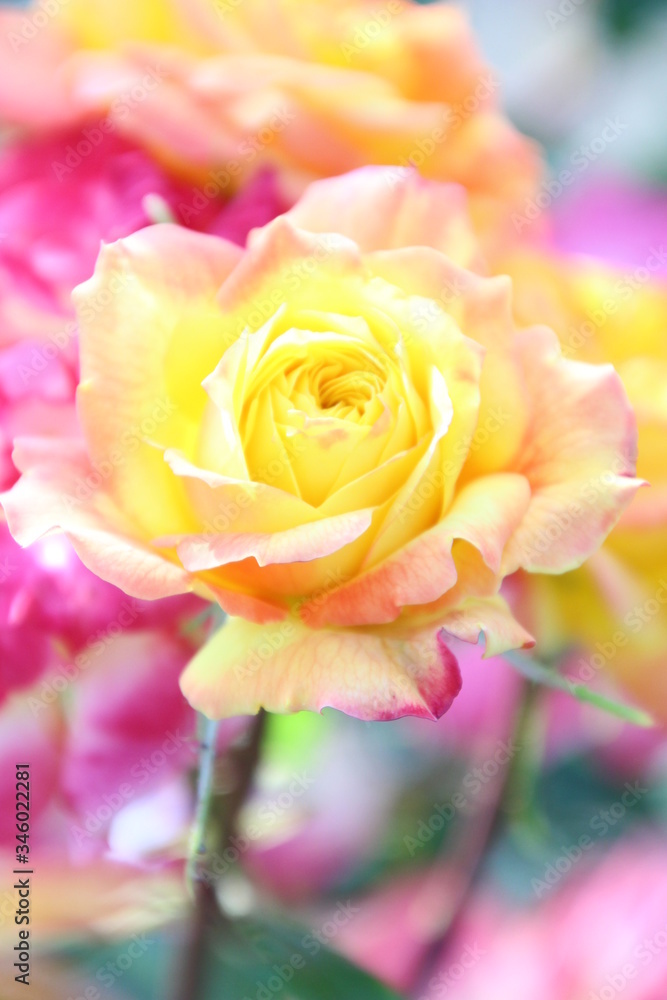 薔薇 薔薇
