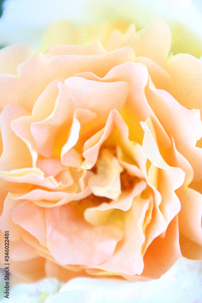 薔薇 薔薇