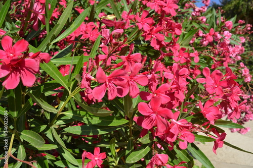 Bright pink oleander flowers
