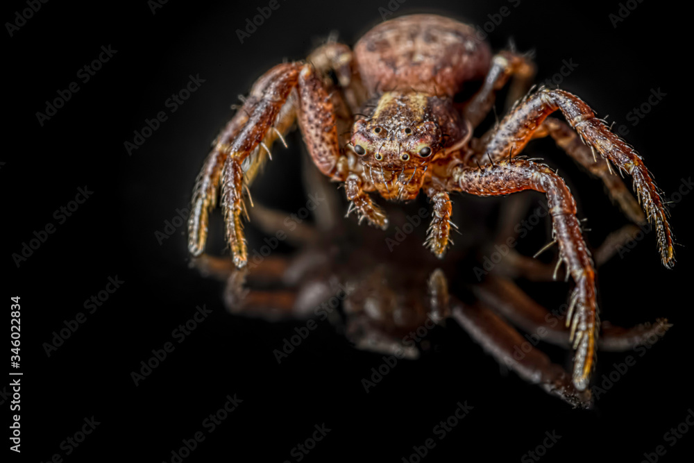 The common crab spider on black background ( Xysticus cristatus )- macro, closeup - art design The common crab spider on black background ( Xysticus cristatus )- macro, closeup - art design