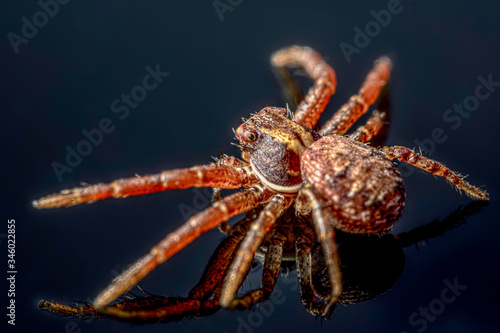 The common crab spider on black background ( Xysticus cristatus )- macro, closeup - art design photo