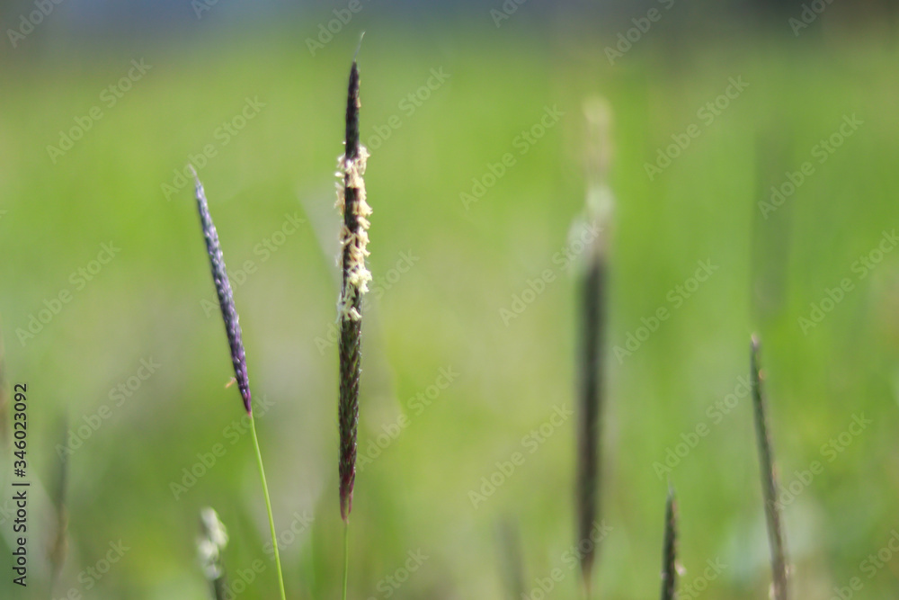 blossoming inflorescence of field meadow foxtail close-up (Alopecurus pratensis) grass detail