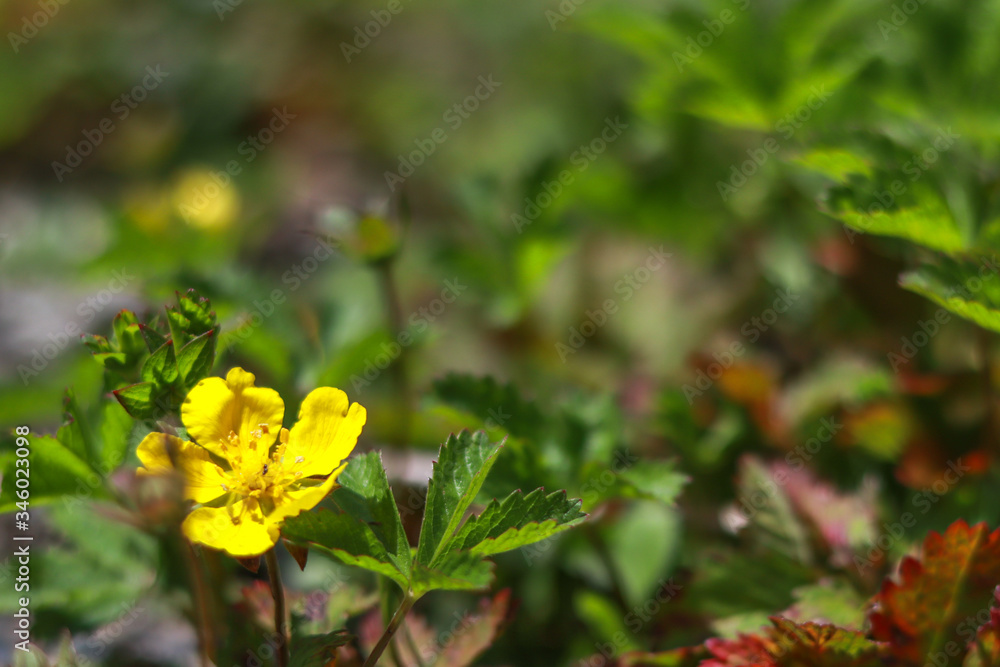Close up of beautiful little yellow flower. Meadow Buttercup. Close up of beautiful little yellow flower. Meadow Buttercup.