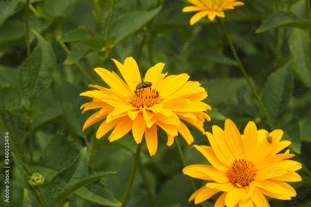 yellow flowers growing in the garden among green foliage background on a warm summer day in close-up yellow flowers growing in the garden among green foliage background on a warm summer day in close-up