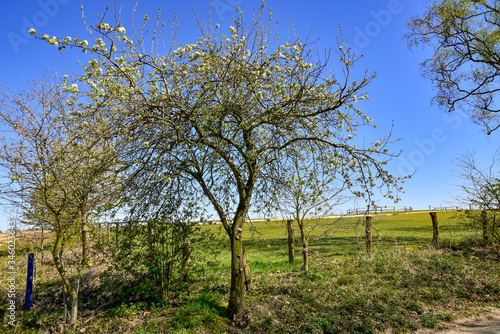 Apfelbaum, Wilder Apfelbaum, Wiese, Feld, Streuobst,Frühling, Blüte, schön, romantisch, Himmel