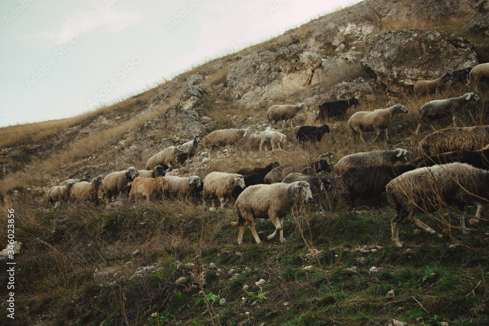 domestic sheep and goats graze on a mountain pasture. Flock of sheep. pets graze on the rocks of moldova. northern moldova - natural landscape. countryside landscape. Tourism and travel to Moldova.