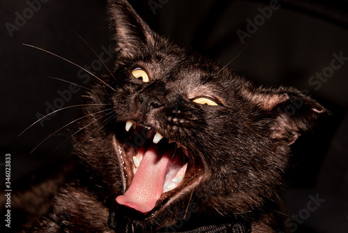 Black cat with mouth open