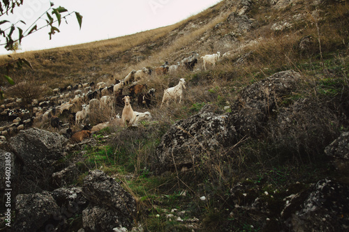 domestic sheep and goats graze on a mountain pasture. Flock of sheep. pets graze on the rocks of moldova. northern moldova - natural landscape. countryside landscape. Tourism and travel to Moldova.