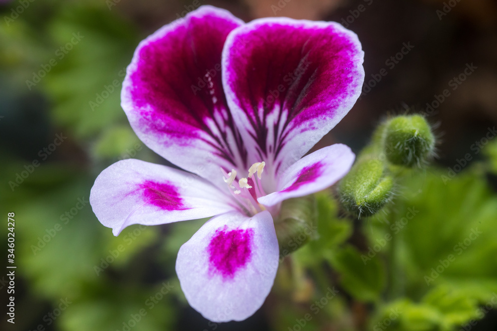 Close up on a pink geranium flower with petals, pistils with pollen Close up on a pink geranium flower with petals, pistils with pollen