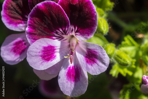 Close up on a pink geranium flower with petals  pistils with pollen