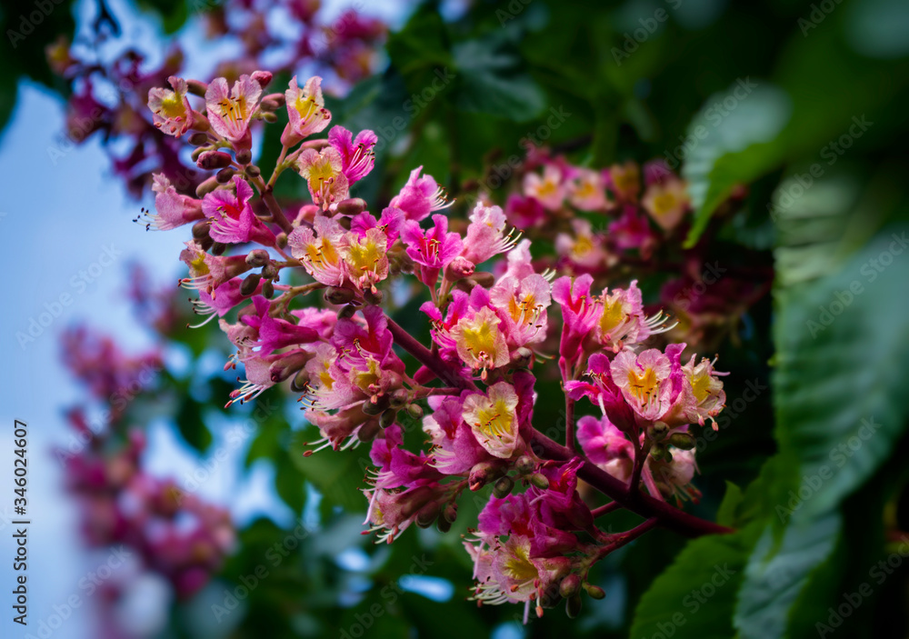 Fototapeta premium blooming pink flowers chestnut tree