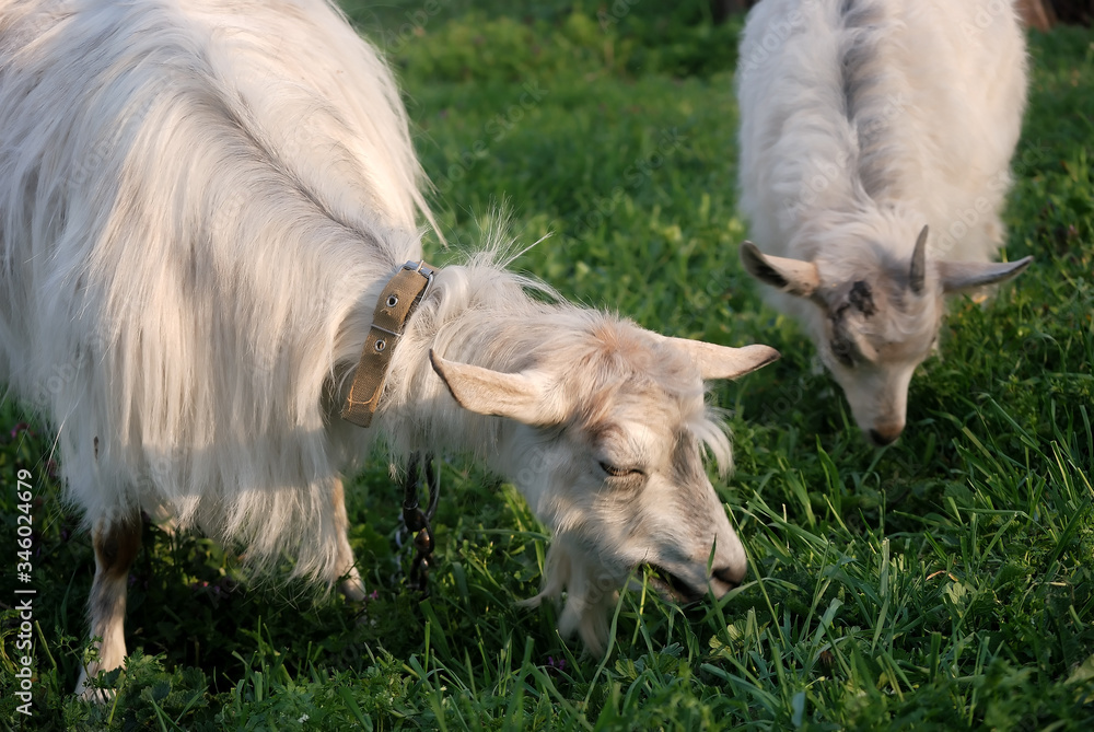 Obraz premium Domestic goat eats grass