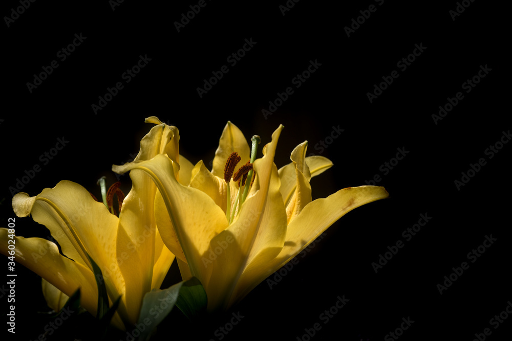 Close up on a yellow lily flower (lilium) Close up on a yellow lily flower (lilium)