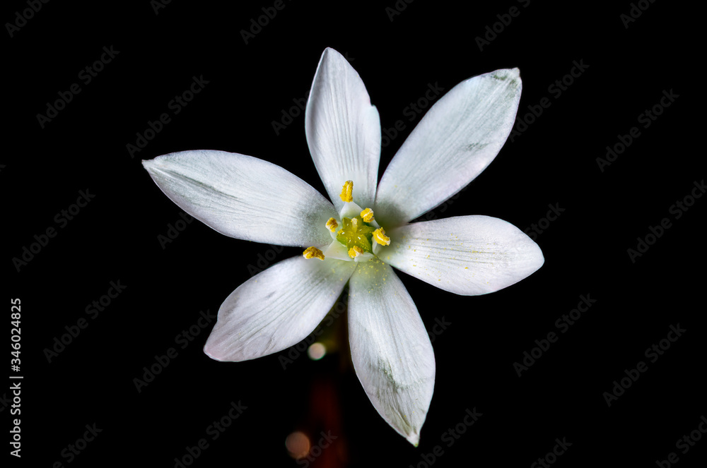 Fototapeta premium Flower RealPhoto black background High definition