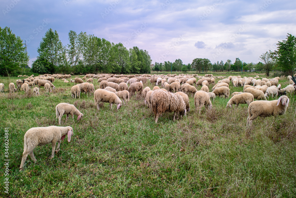 Fototapeta premium Sheep and goats