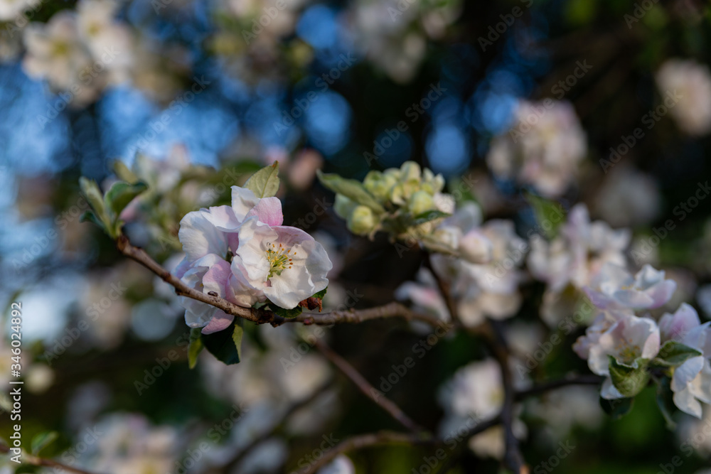 apple blossom close up in sunny weather apple blossom close up in sunny weather