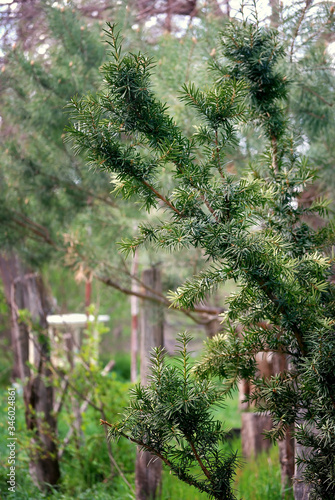 Yew tree-leaved, spring day