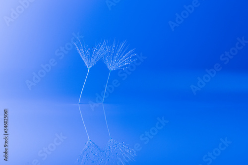 Dandelion  Waterdrops Reflection