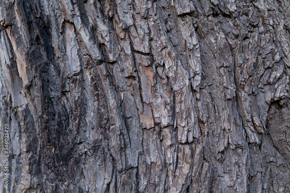 wood texture closeup in clear weather wood texture closeup in clear weather