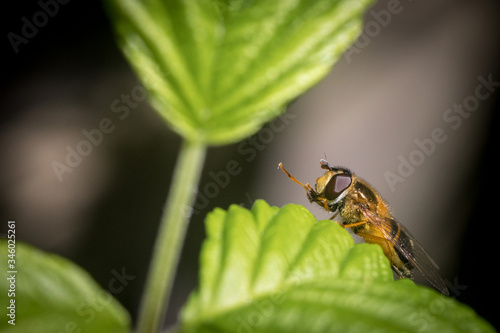 Close up on a fly or a bee resting on a green leaf with pollen bag on its leg