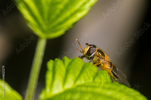 Close up on a fly or a bee resting on a green leaf with pollen bag on its leg © Melanie