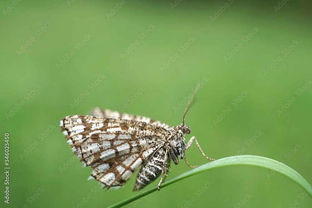 Fototapeta premium Nahansicht eines Gitterspanners