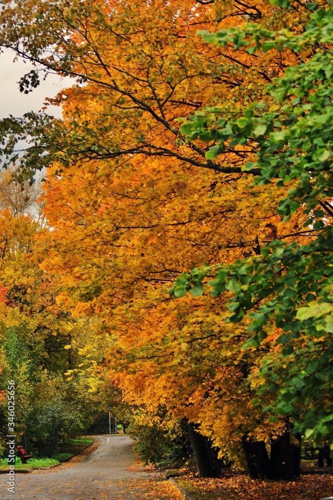 Autumn trees in the park Kuskovo, Moscow
