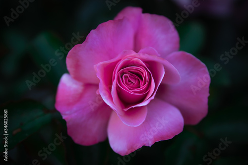 Very close up view of a pink rose with detail of the petals