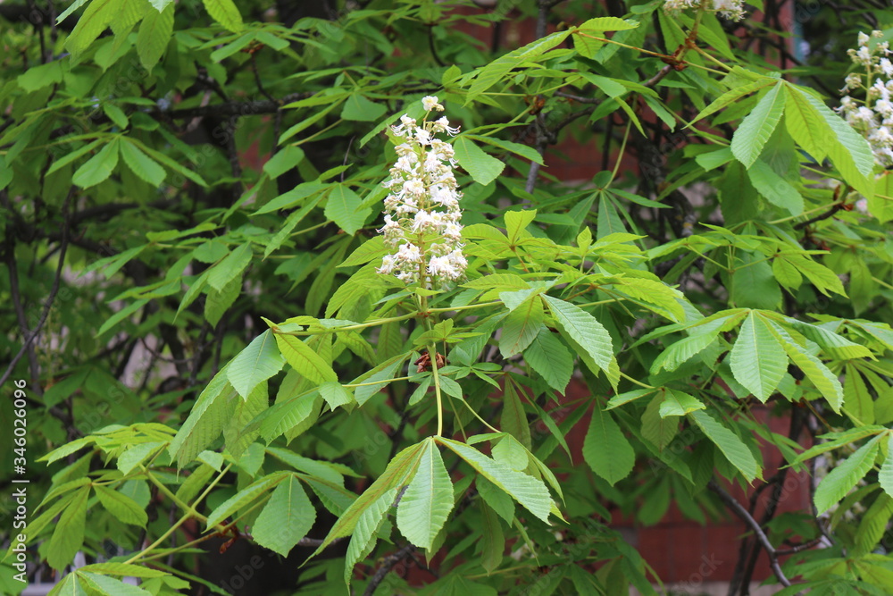 Obraz premium Chestnuts bloomed with beautiful white candles in spring