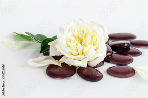 Nice white rose on the brown stones and in the water background.