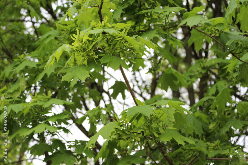 Seeds ripen on a maple tree
Seeds ripen on a maple tree